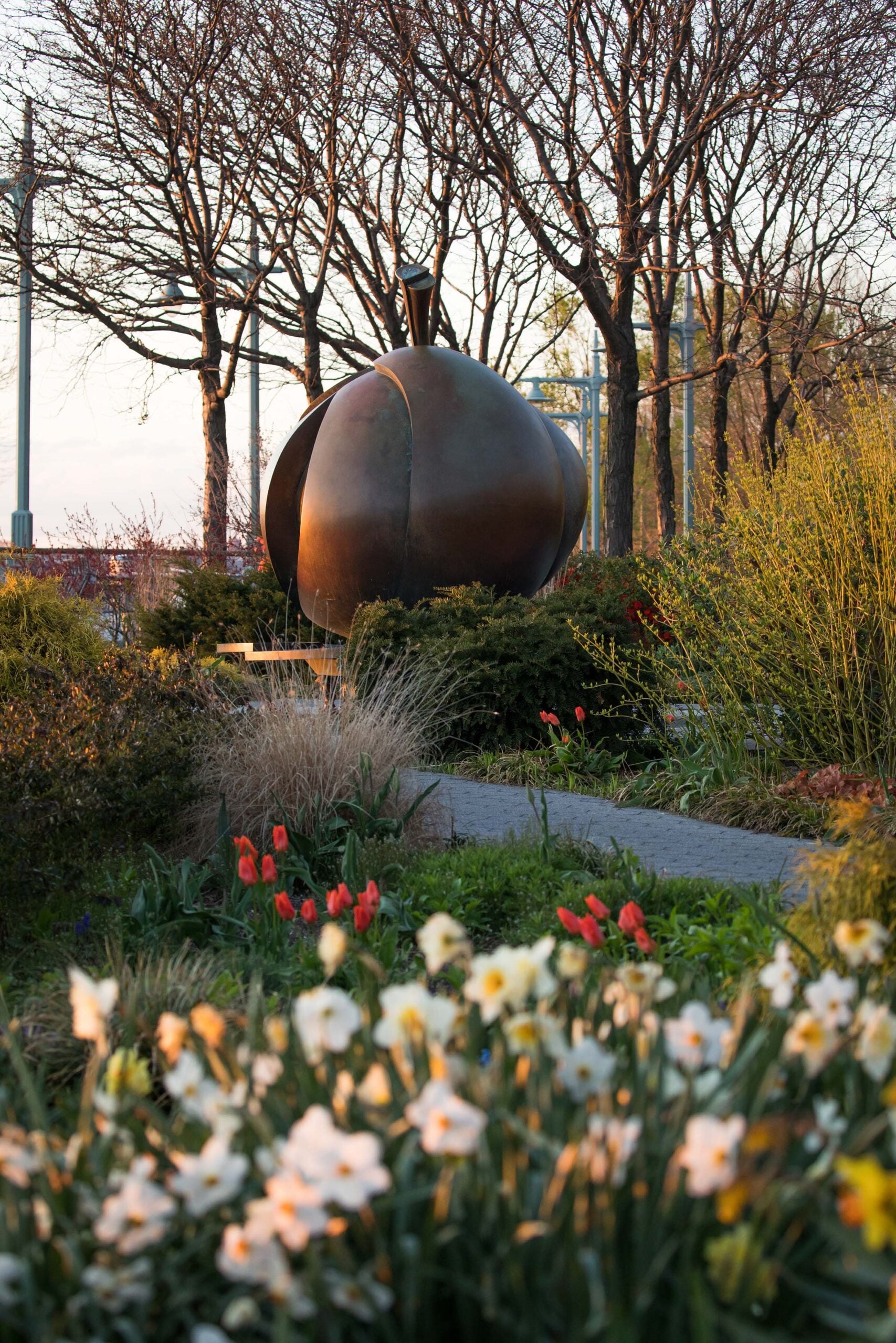 Spring tulips and daffodils perk up around The Apple