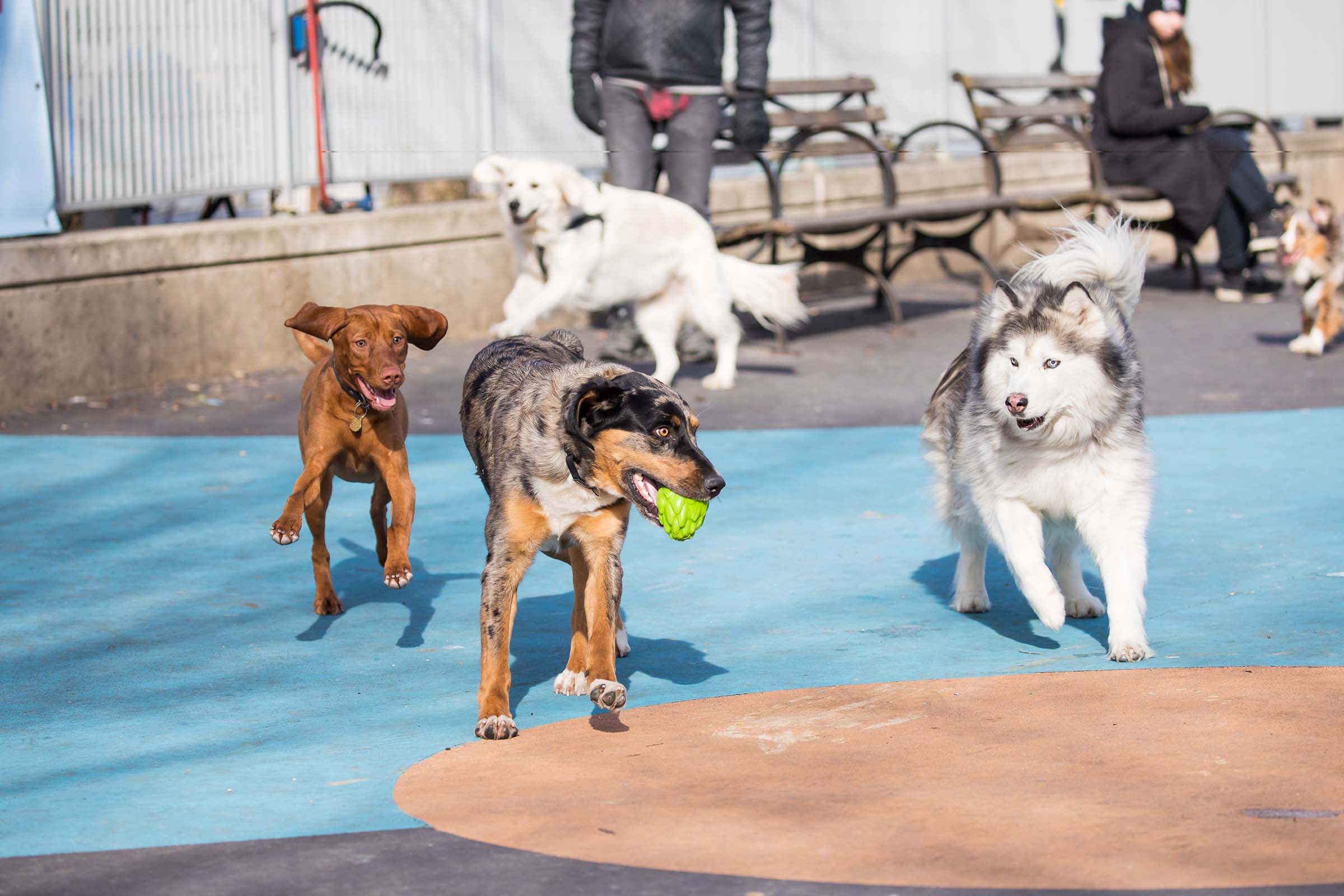 Dogs play fetch and chase each other around the park