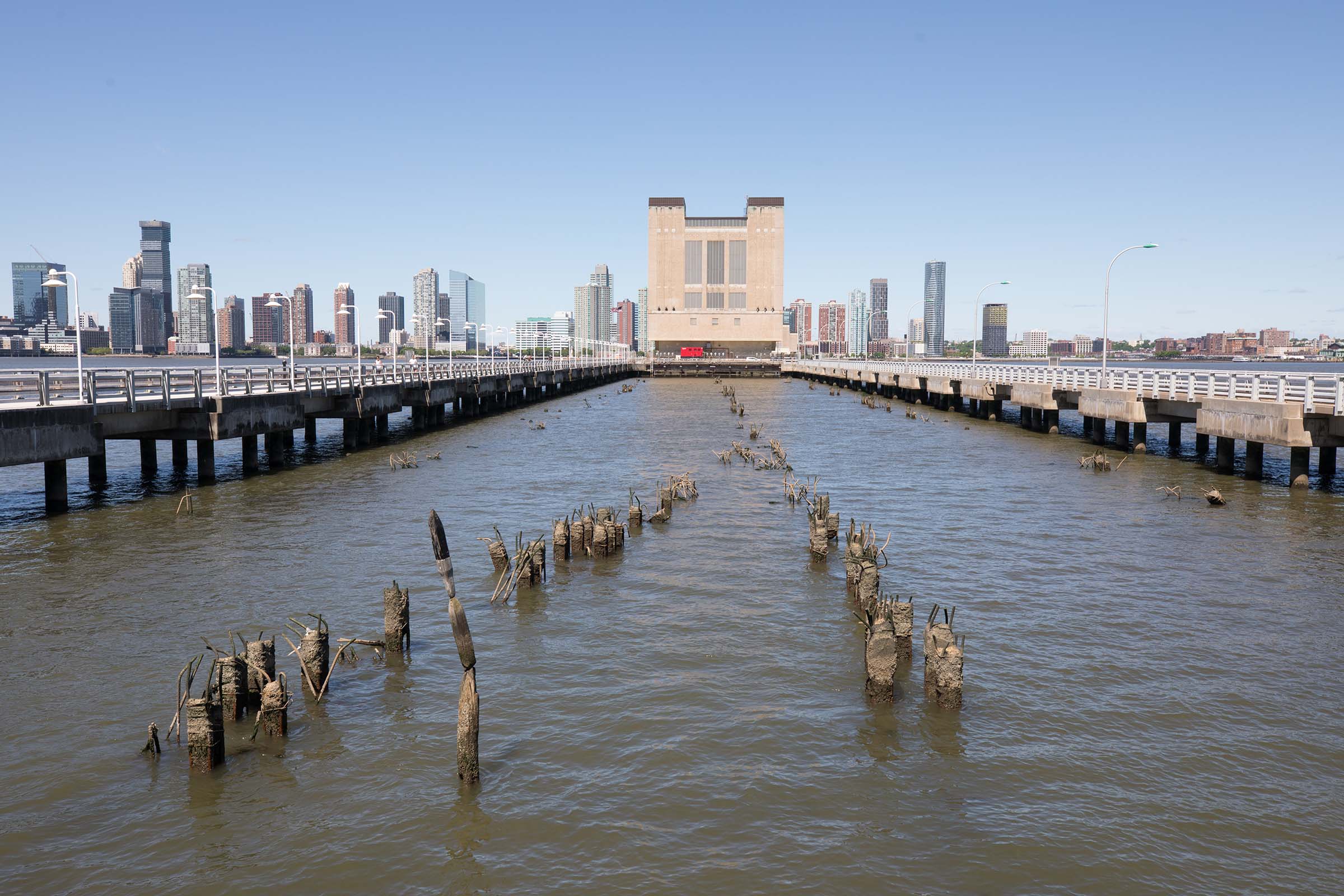 Pile field at PIer 34