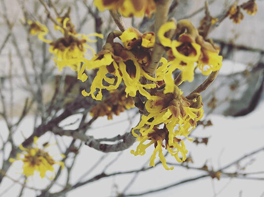 Witch Hazel