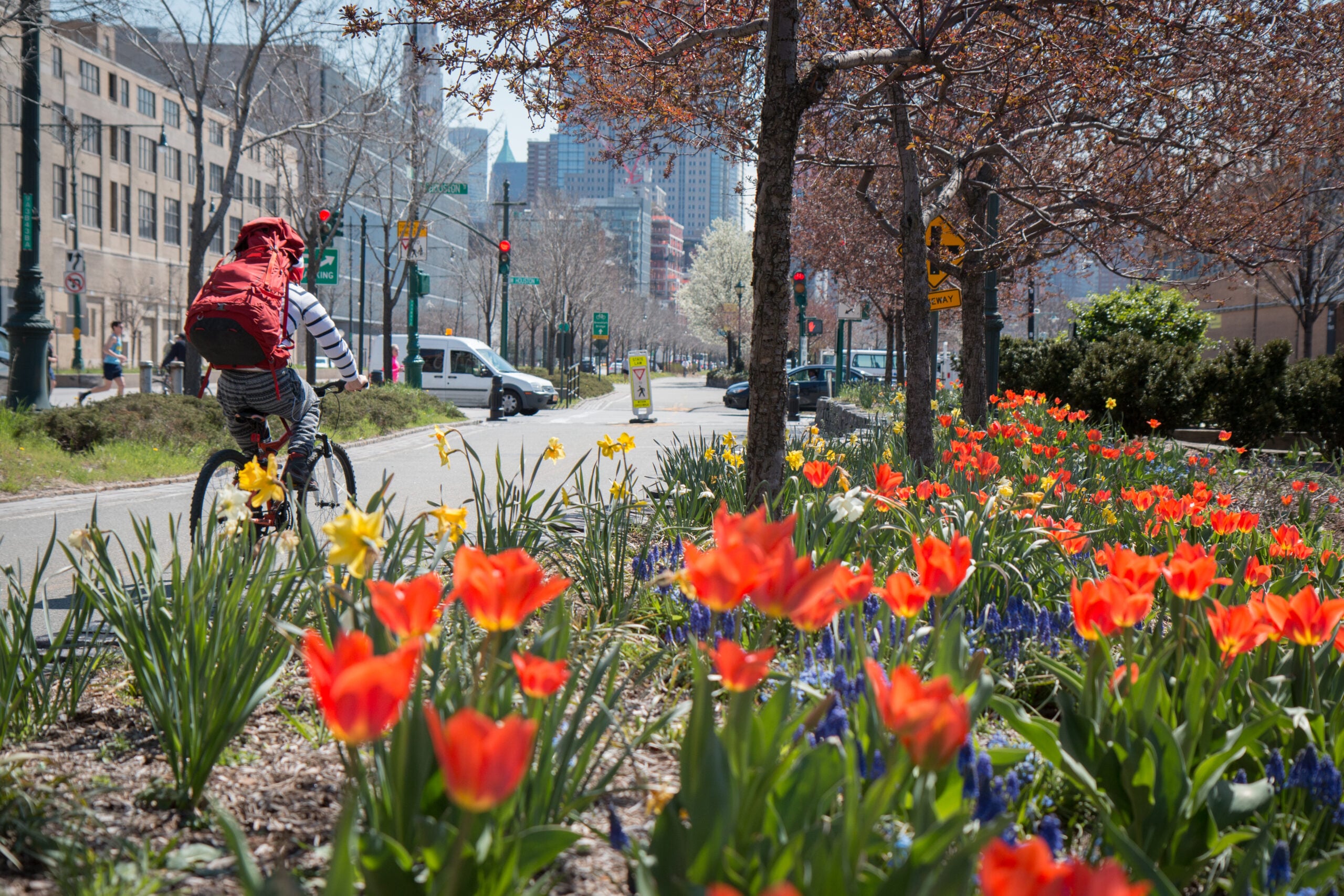 tulips along bikeway