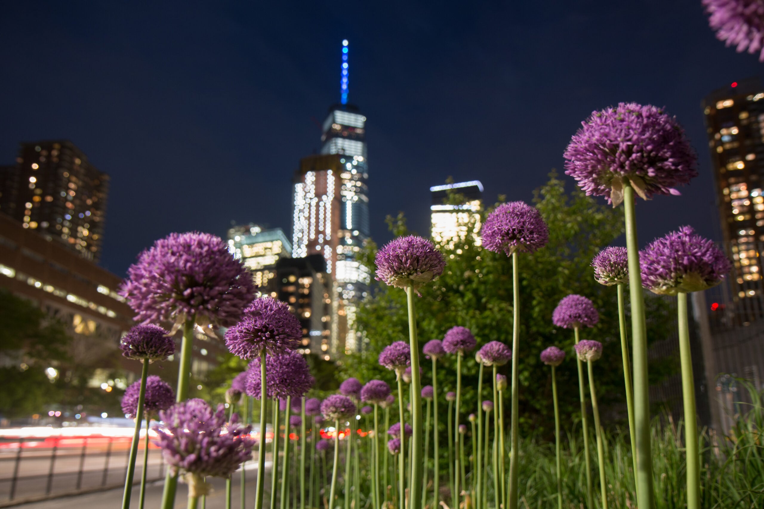 purple alliums tribeca
