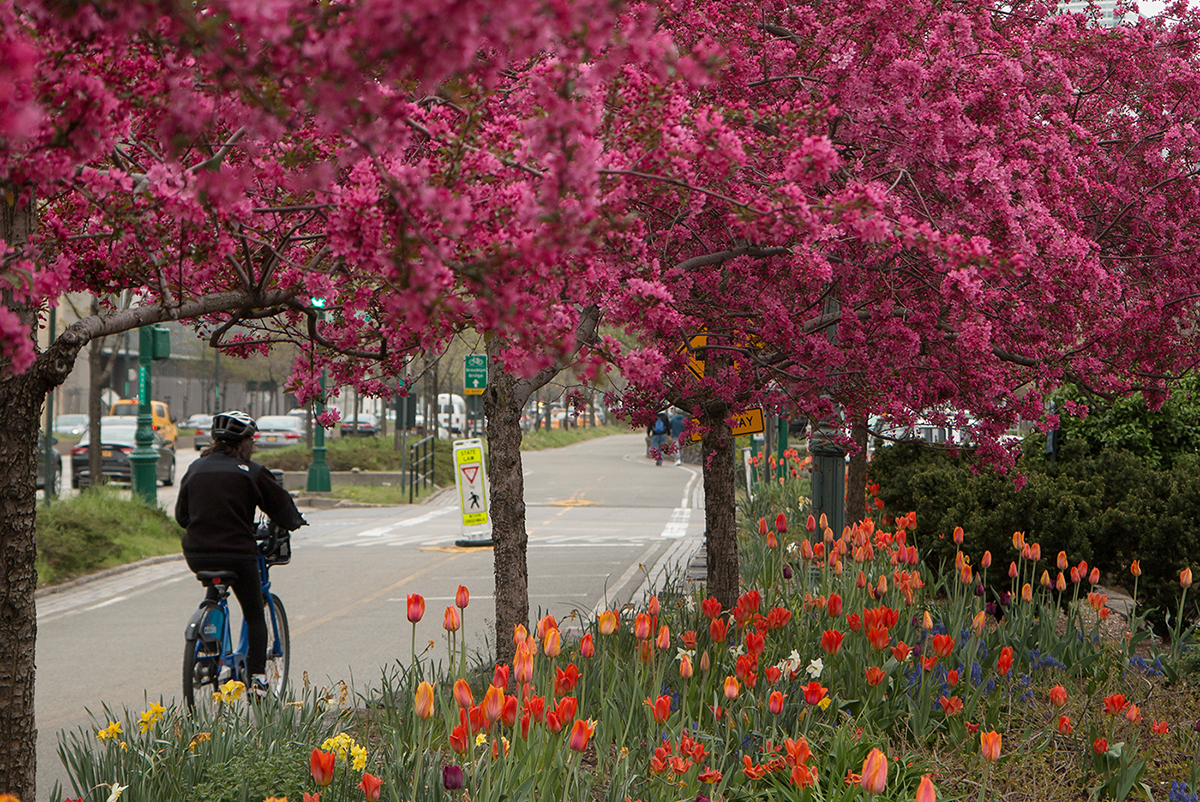 Pink Crabapple Trees
