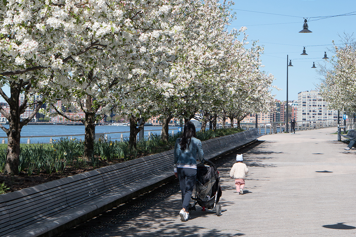 White Crabapple Trees