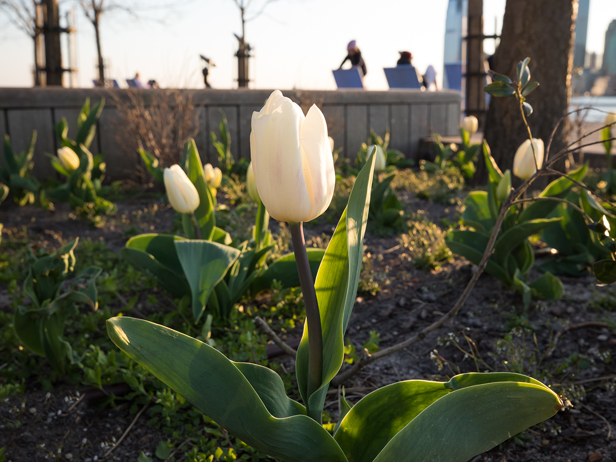 white tulip