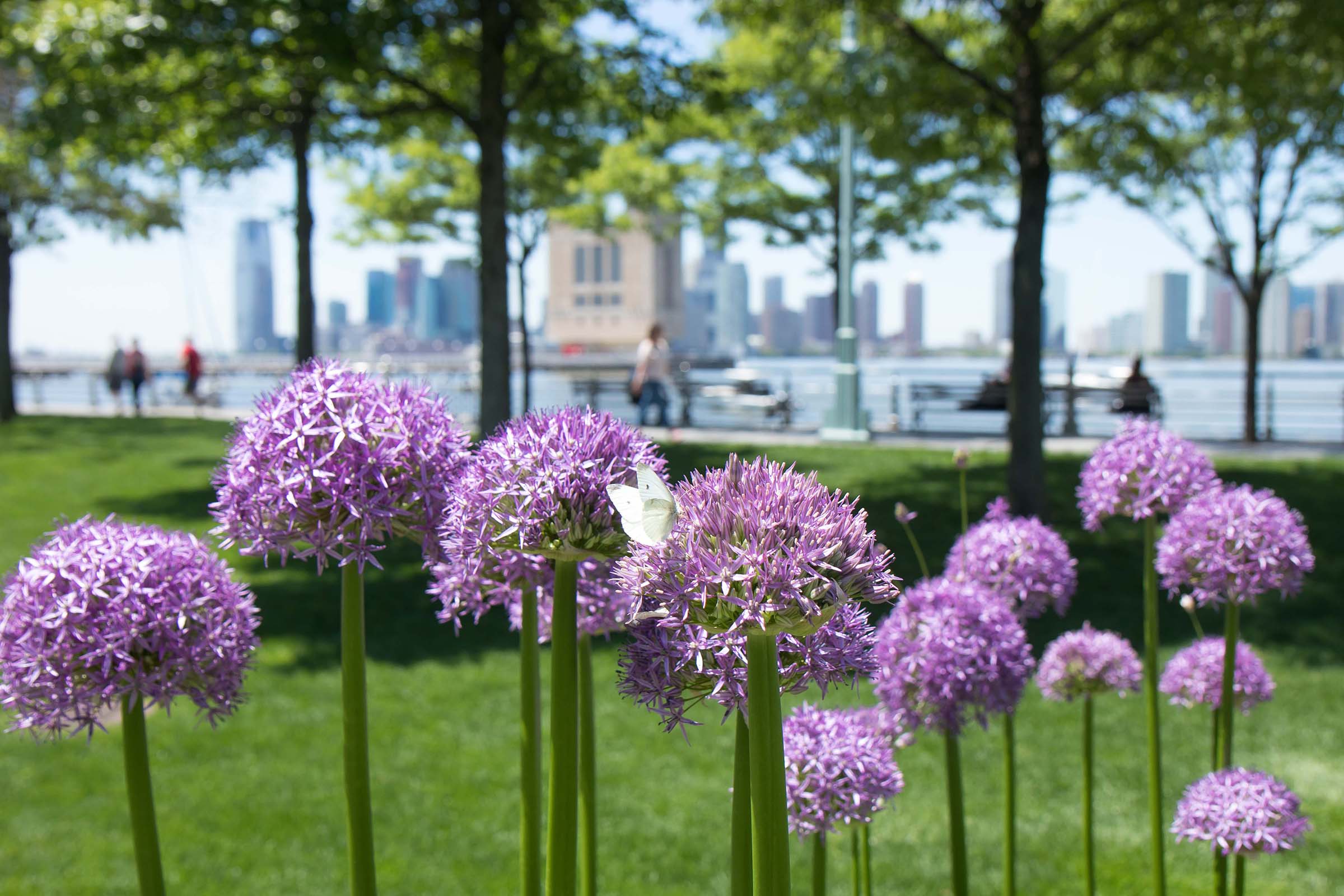 Purple alliums stretch tall in hudson River Park