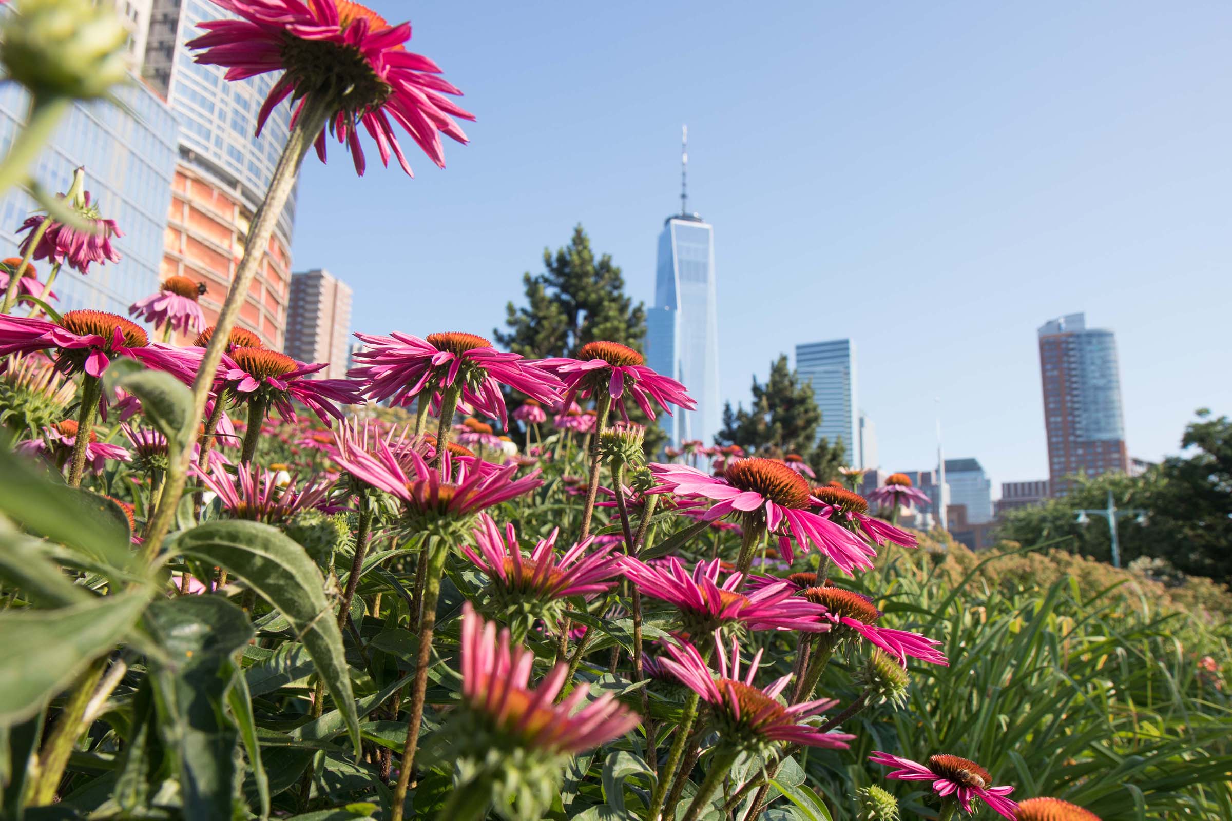 Purple coneflowers