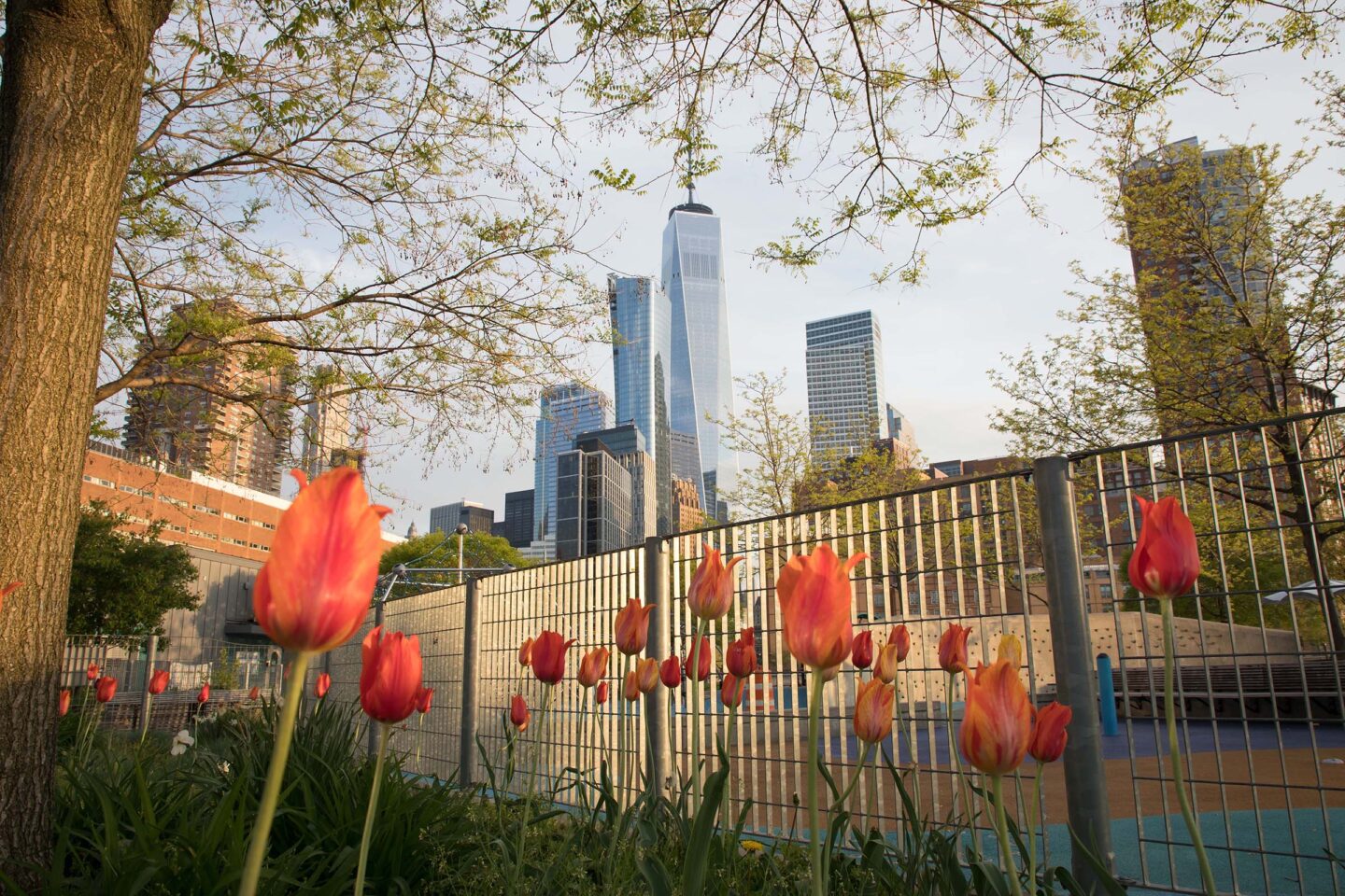 Orange tulips stare up towards the sky with One World Trade Center in the background
