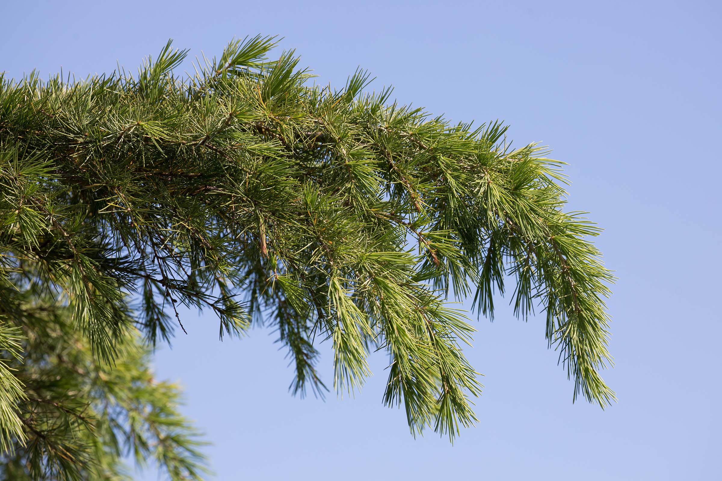 The deodar tree branch drapes multiple green pine needles