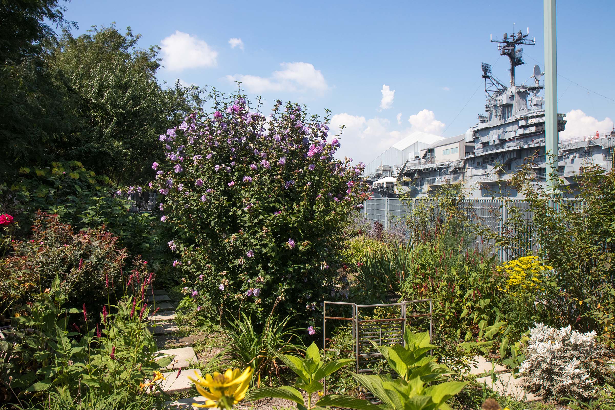Purple flowering bushes are pruned and cleaned in the community garden