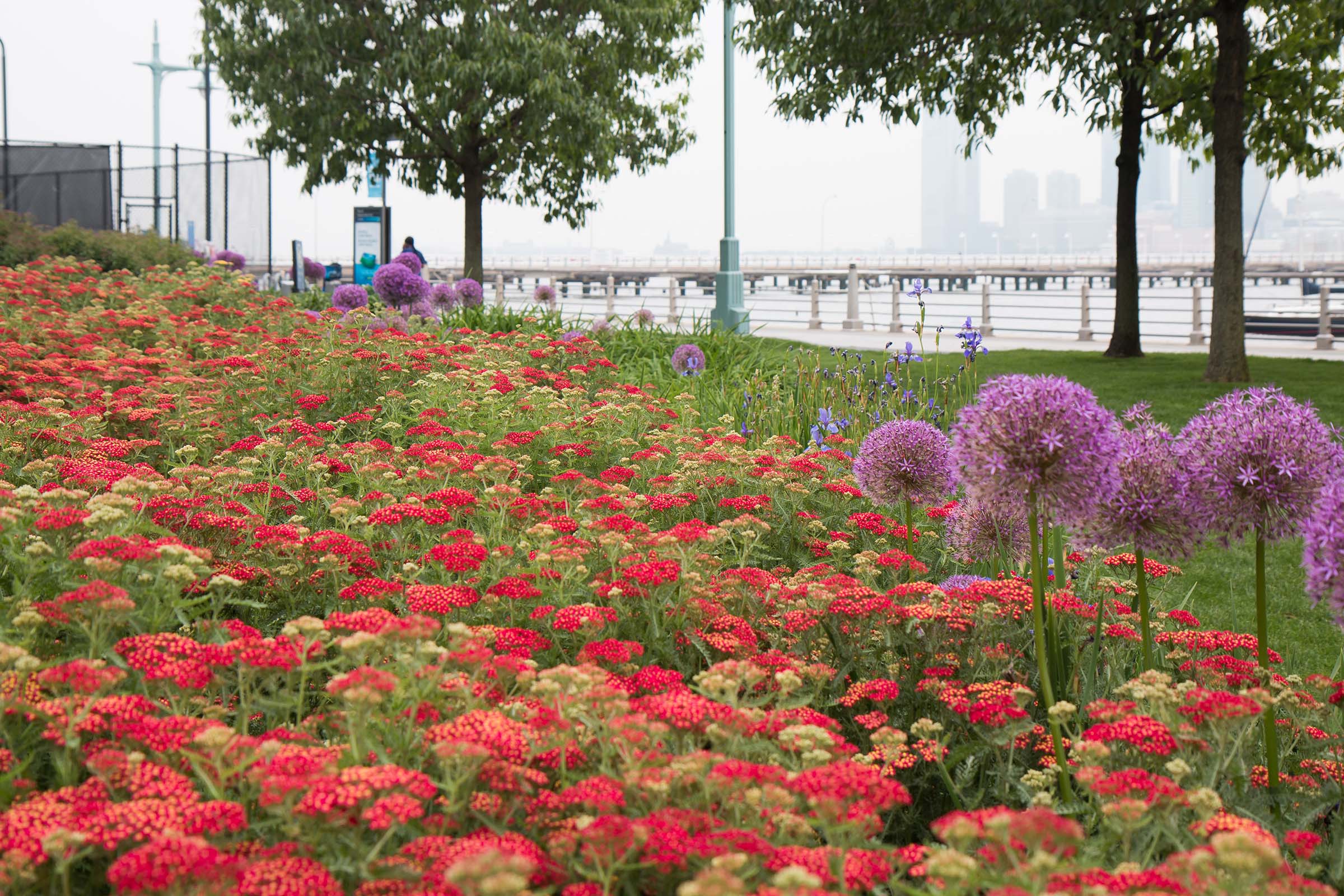 Red flowers and purple aliums with their large round blossoms
