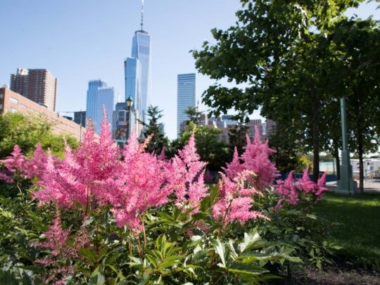 Lush pink flowers in the garden in Tribeca
