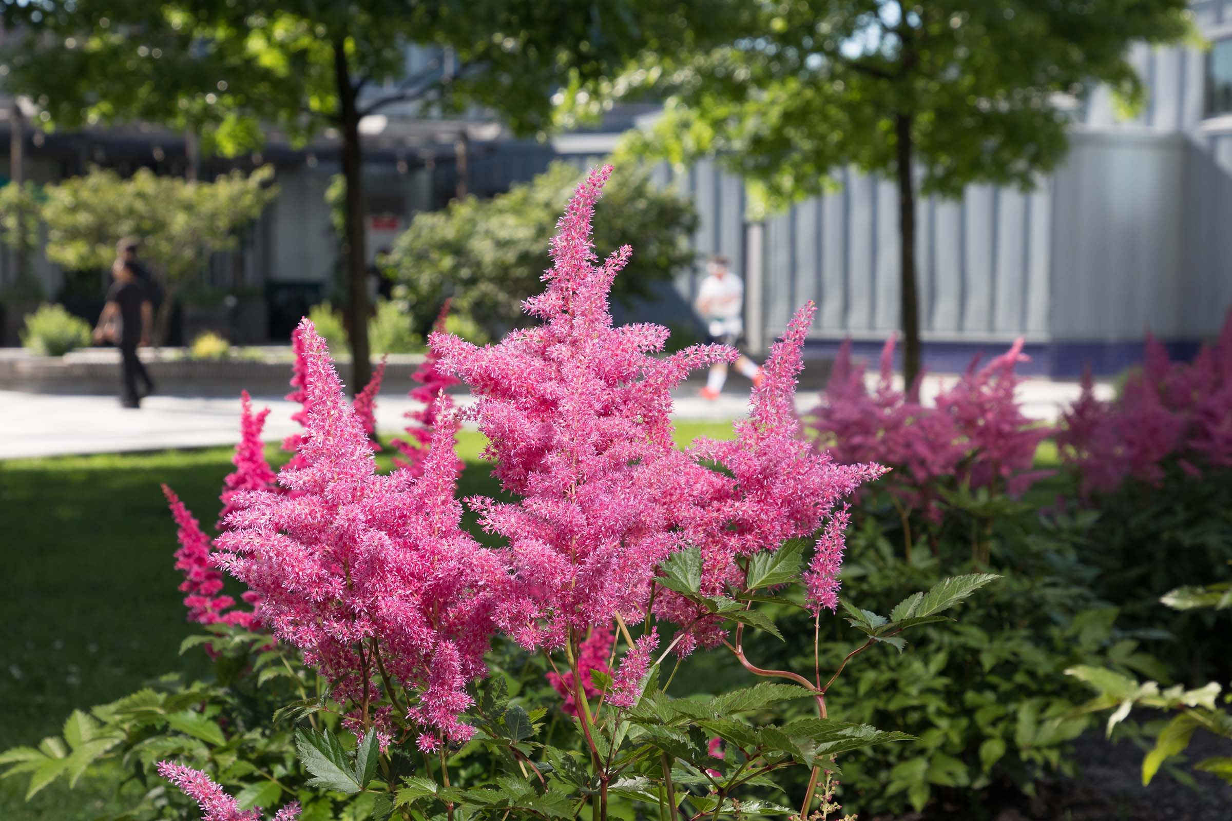 Lush pink flowers in the garden in Tribeca