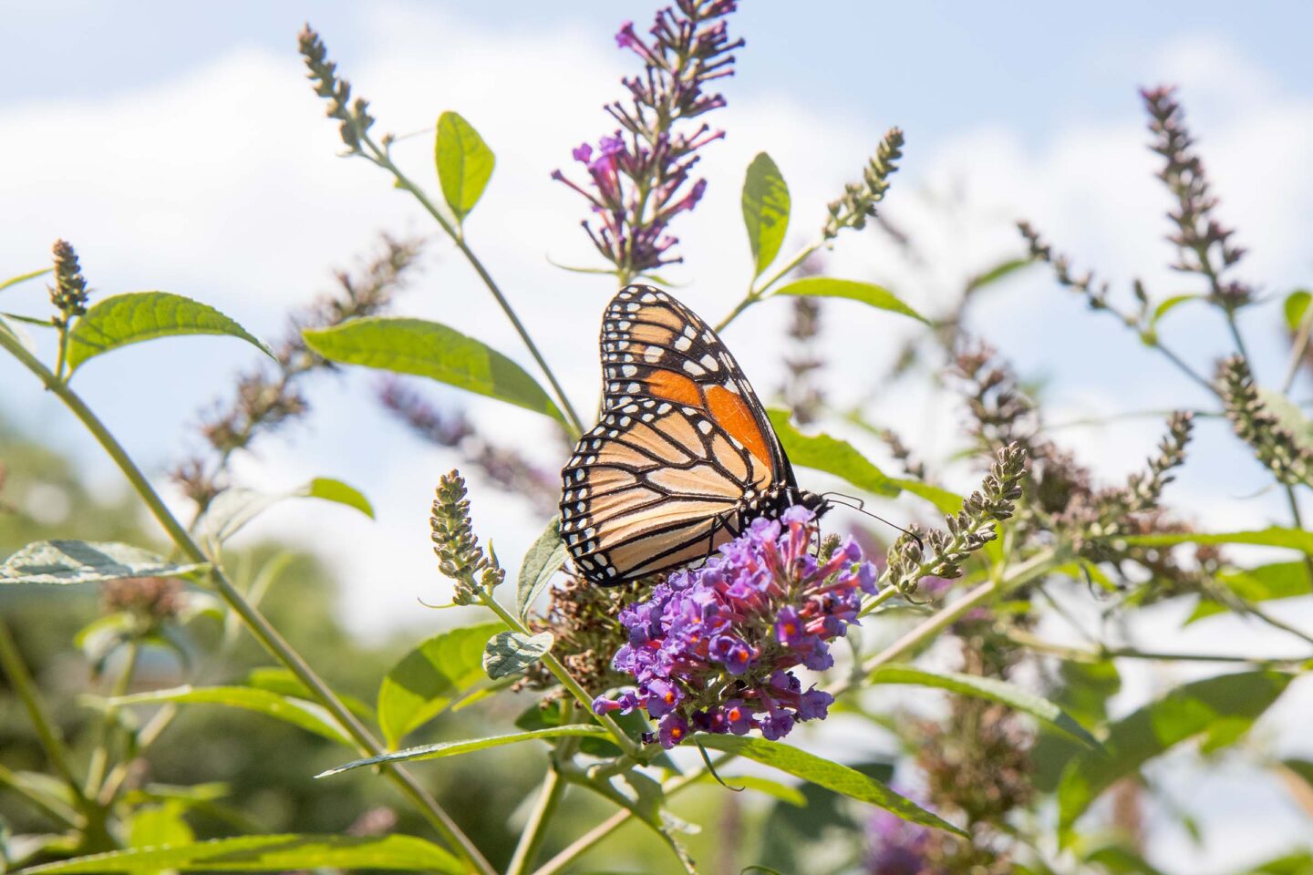 A monarch butterfly sits on one of the flowers in the Apple Garden