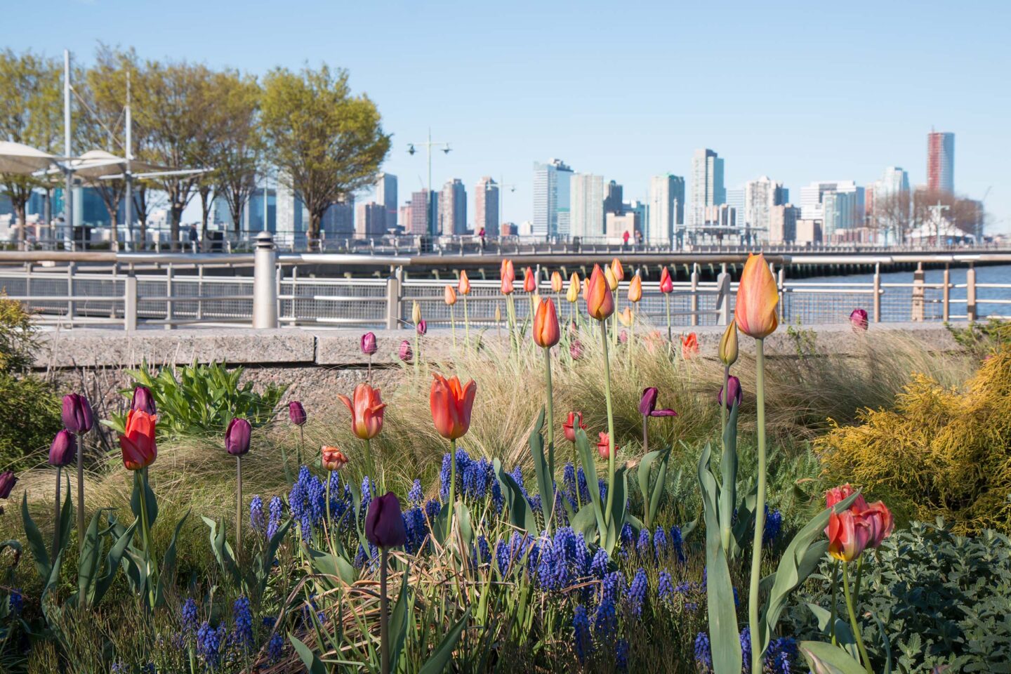 Orange tulips sit next to purple flowers in the Apple Garden