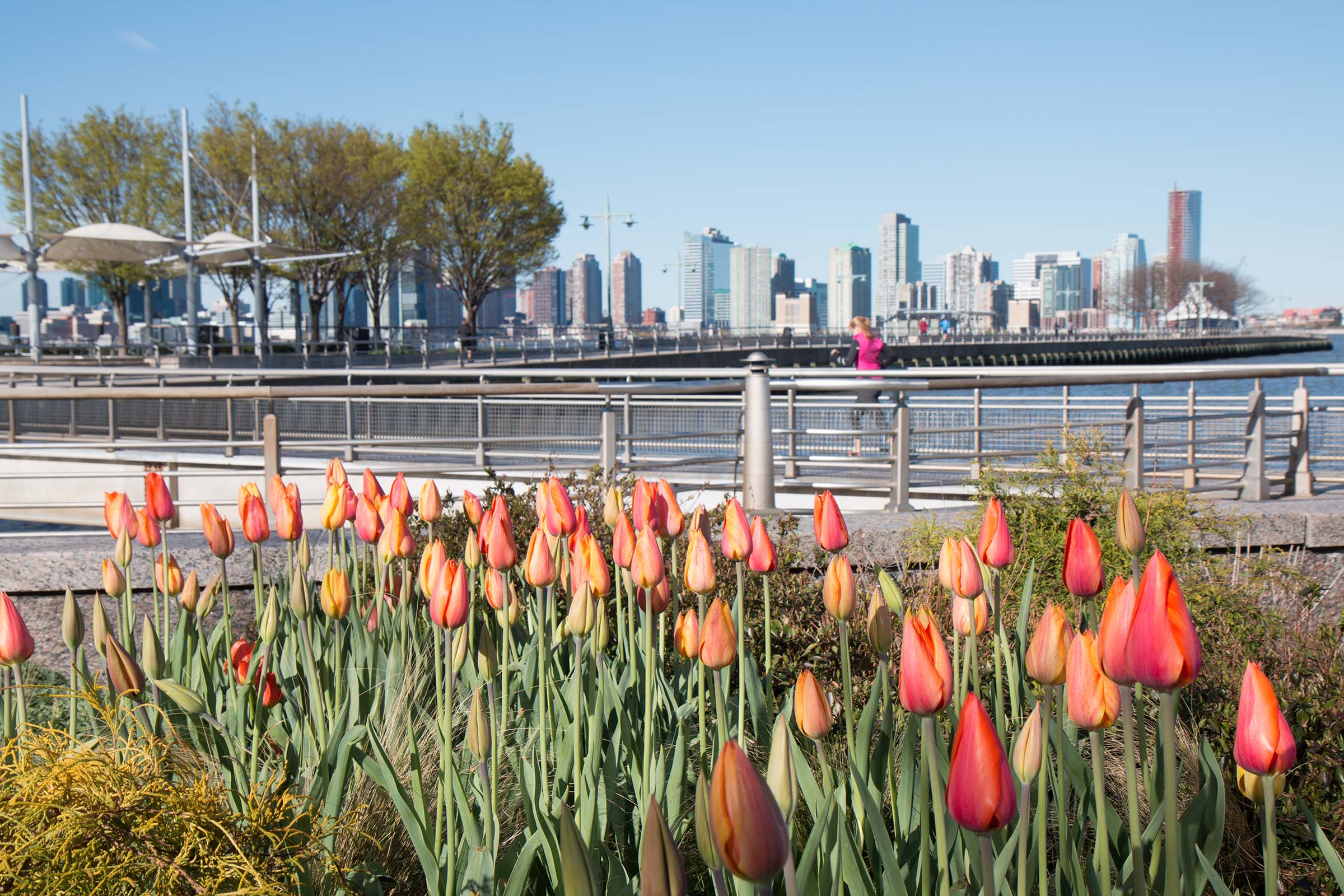 Orange tulips populate the west village gardens in Hudson River Park