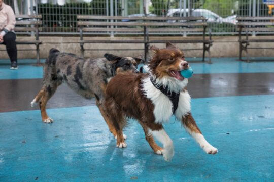 A dog running and carrying a ball with another dog chasing