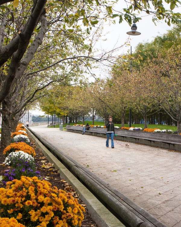 White, gold and purple autumnal mums align the esplanade at Pier 64 in Hudson River Park