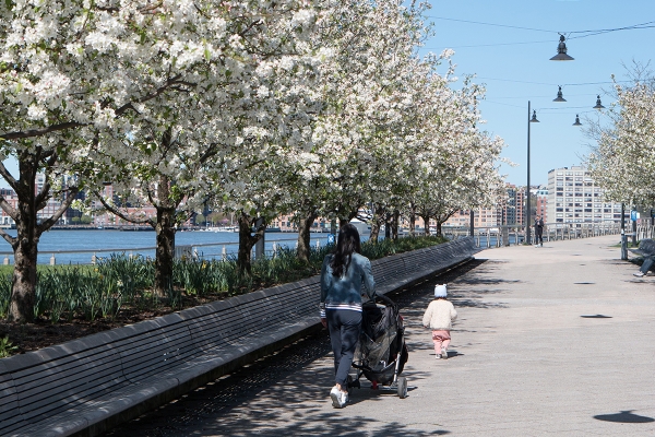 White crabapple blossoms brings excitement to spring on Pier 64's walkway