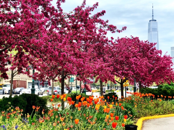 Magenta crabapple blossoms add another layer of beauty near Pier 40