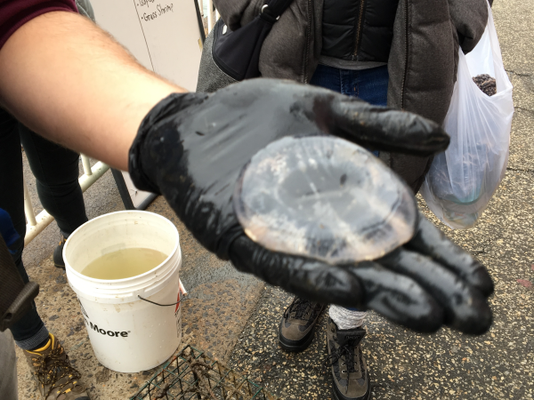 A black and white jelly fish sitting on the hand of a researcher