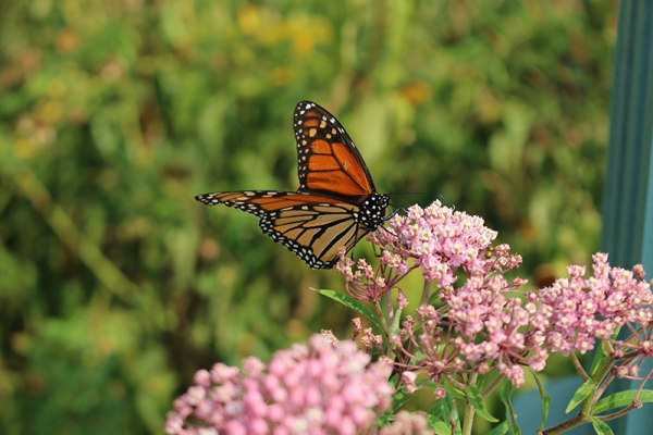 A front angle of an orange and black monarch butterfly with its wings stretched out
