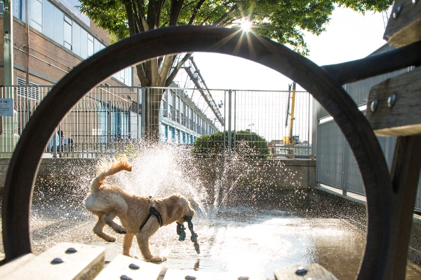 A dog splashes around the dog run in Hudson River Park