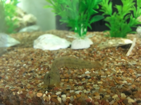 Rock gunnels swim around the aquarium at the offices of Hudson River Park Trust