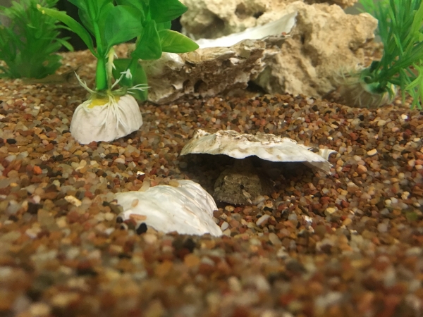 An oyster toadfish hides under a shell in the aquarium tank in Hudson River Park Trust