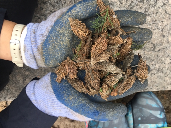 Brown bagworm moths pulled from the shrubs in Hudson River Park