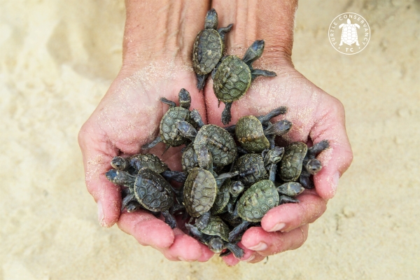 Little Diamondback Terrapin hatchlings in the palm of an educators hands