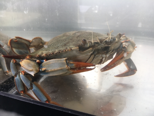 A blue crab looks from the aquarium at its surroundings