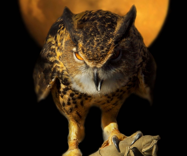 Wyatt the Eurasian Eagle Owl looks ready to fly