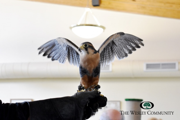 Esteban the Aplomado Falcon spreads his wings to show everyone his span