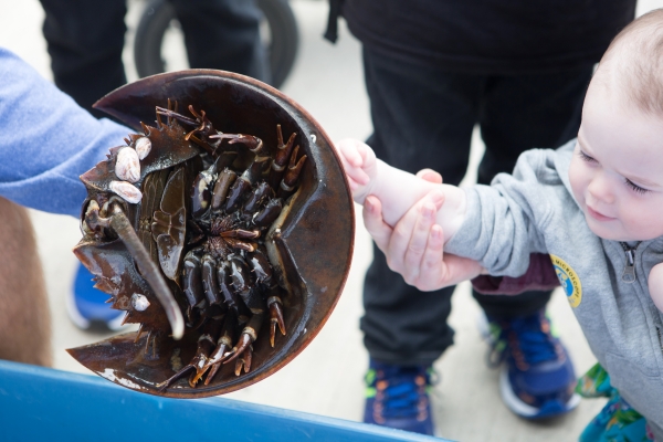 Large horseshoe crabs