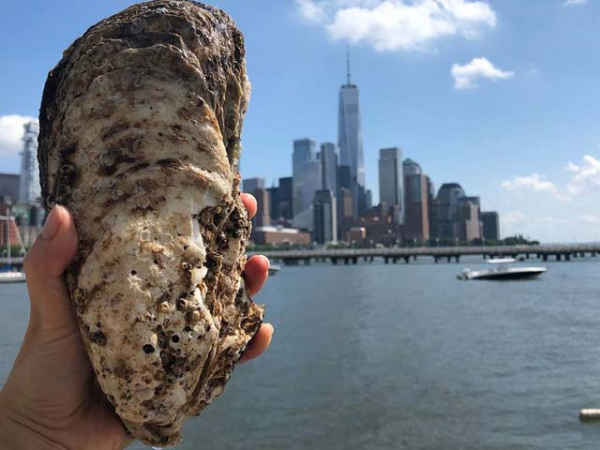 Big, the giant oyster that was found in the Hudson River