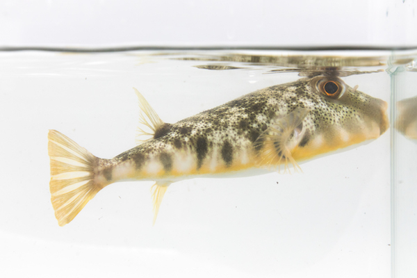 The northern puffer fish, deflated but ready to expand