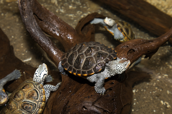 Turtles climbing over logs and branches at Submerge in Hudson River Park