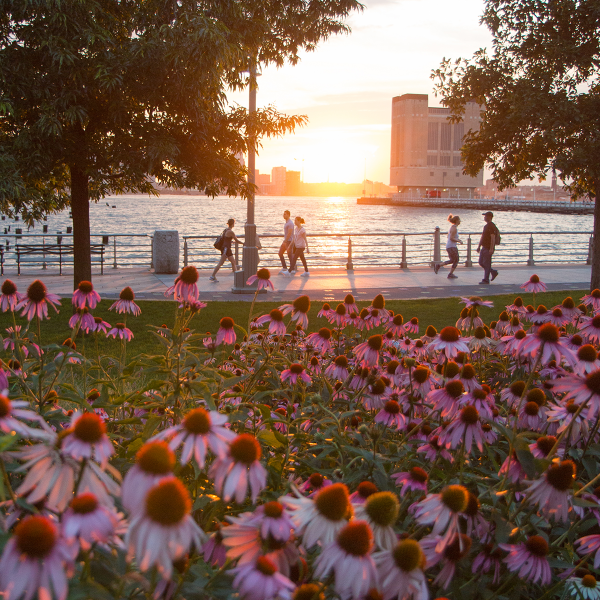 Purple and gold coneflowers sit in the garden beds in Tribeca