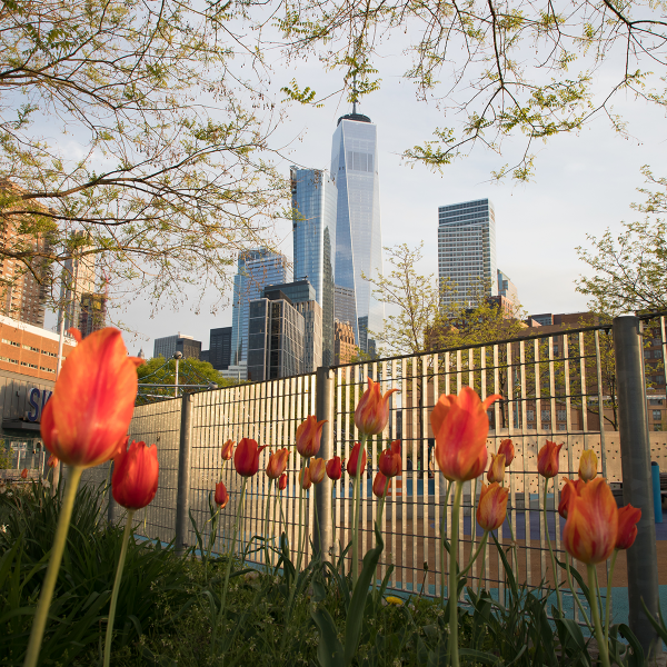 orange tuplips look up towards the sky in Hudson River Park