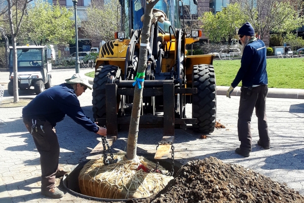 Horticulture staff at Hudson River Park plant new trees in the Park