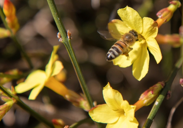 A bee peeks its head into the winter jasmine for nectar