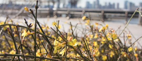Photo-Synthesis Winner Spotlights Winter Waterfront
