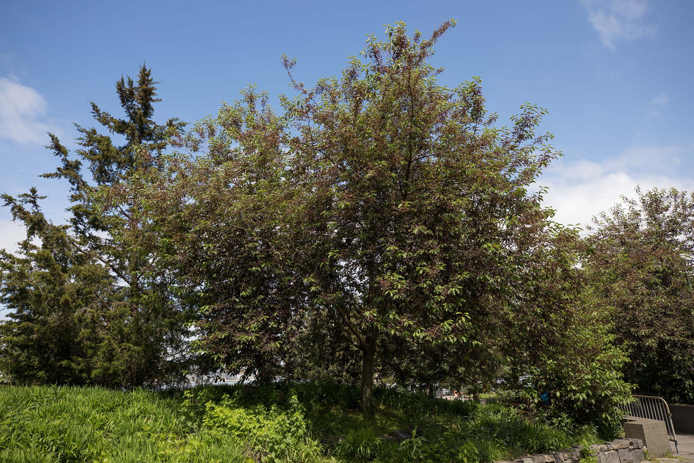 The leaves are still green on the Canada Red Chokecherry and haven't added the red to the leaves yet