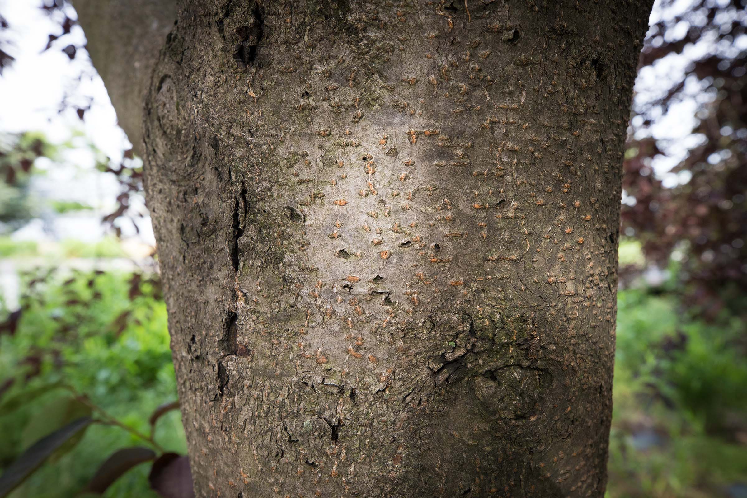 Close up of the trunk of the Canada Red Chokecherry tree is sturdy and brown with notches around it
