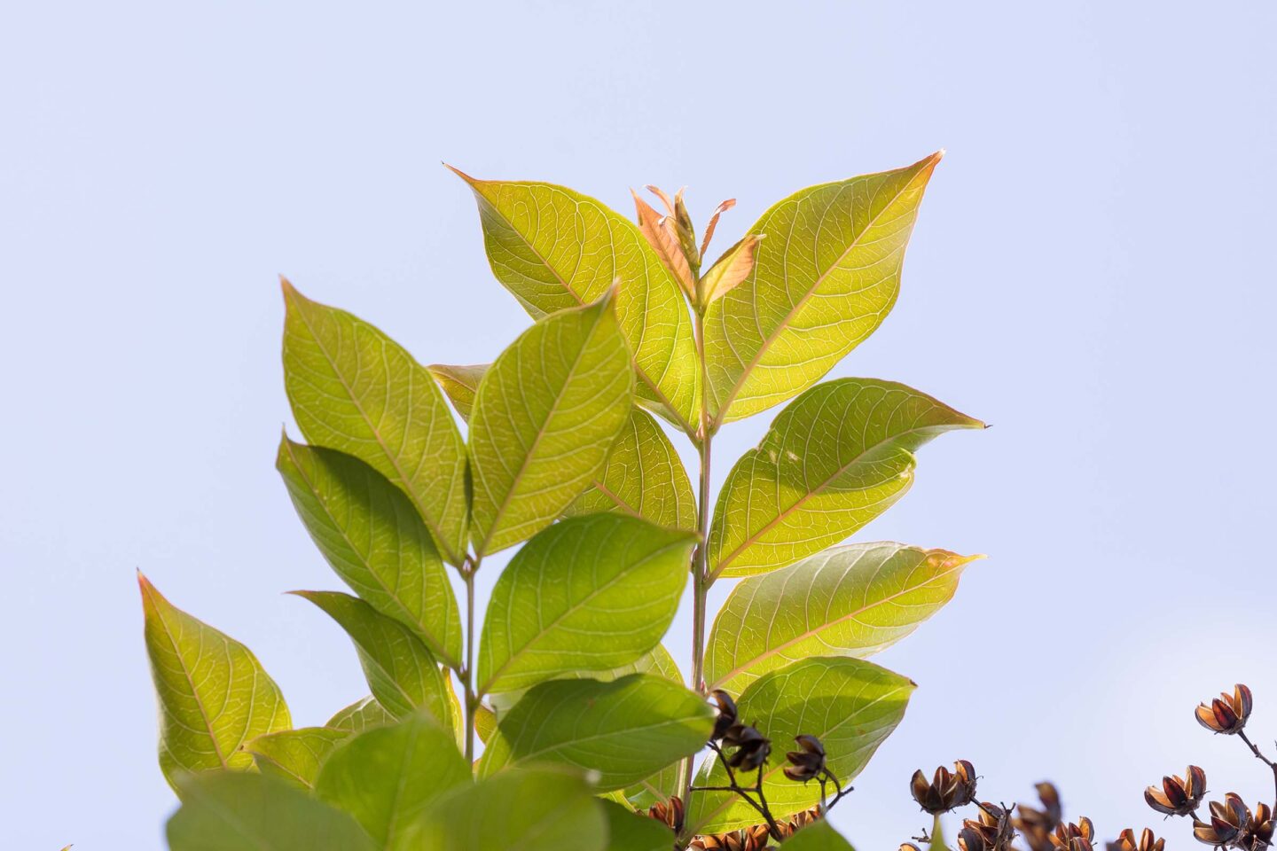 The green leaves on the Crapemyrtle trees are pointed but with smooth edges