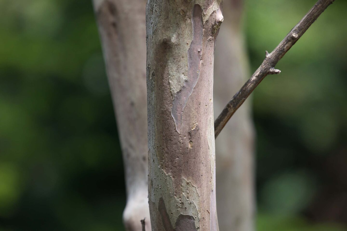 The trunk of the crapemyrtle tree is thin and has a gray hue