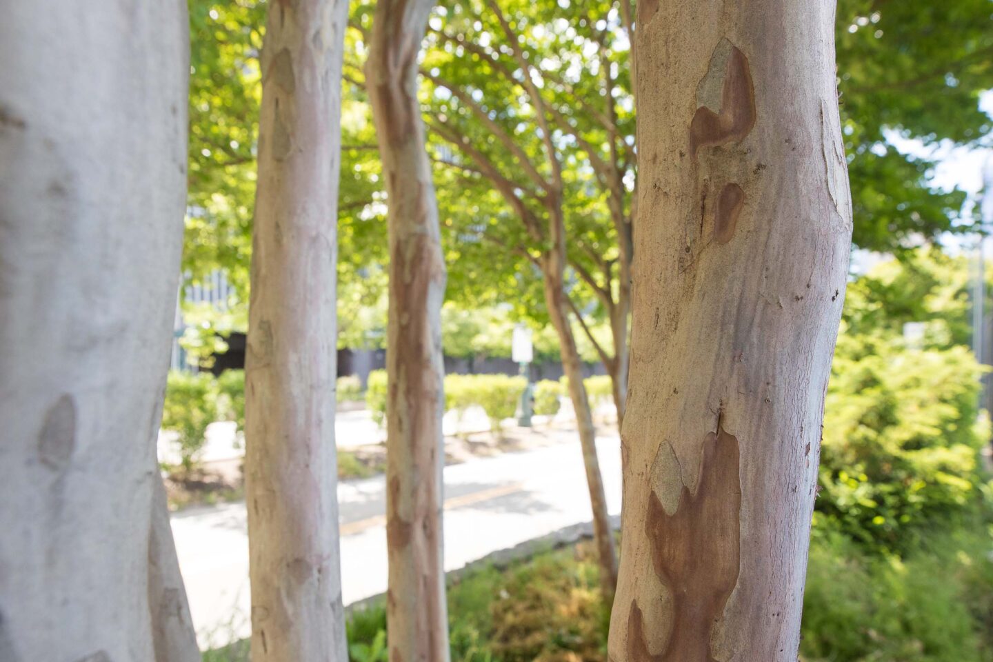 The trunks of the crapemyrtles can grow close together without any issues