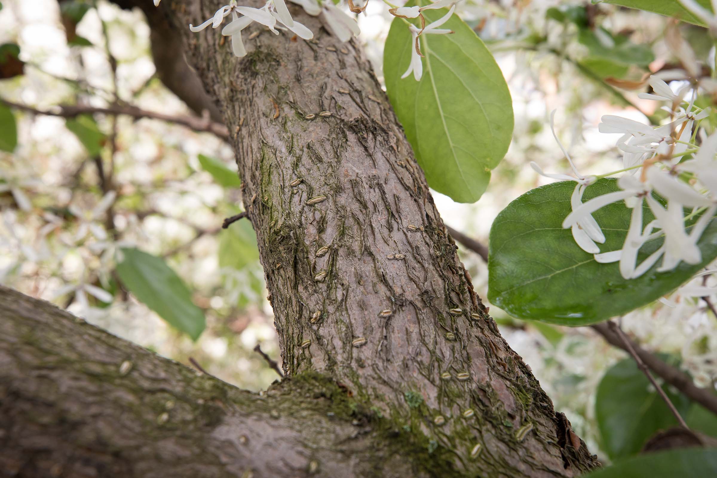The mighty bark of the fringe trees
