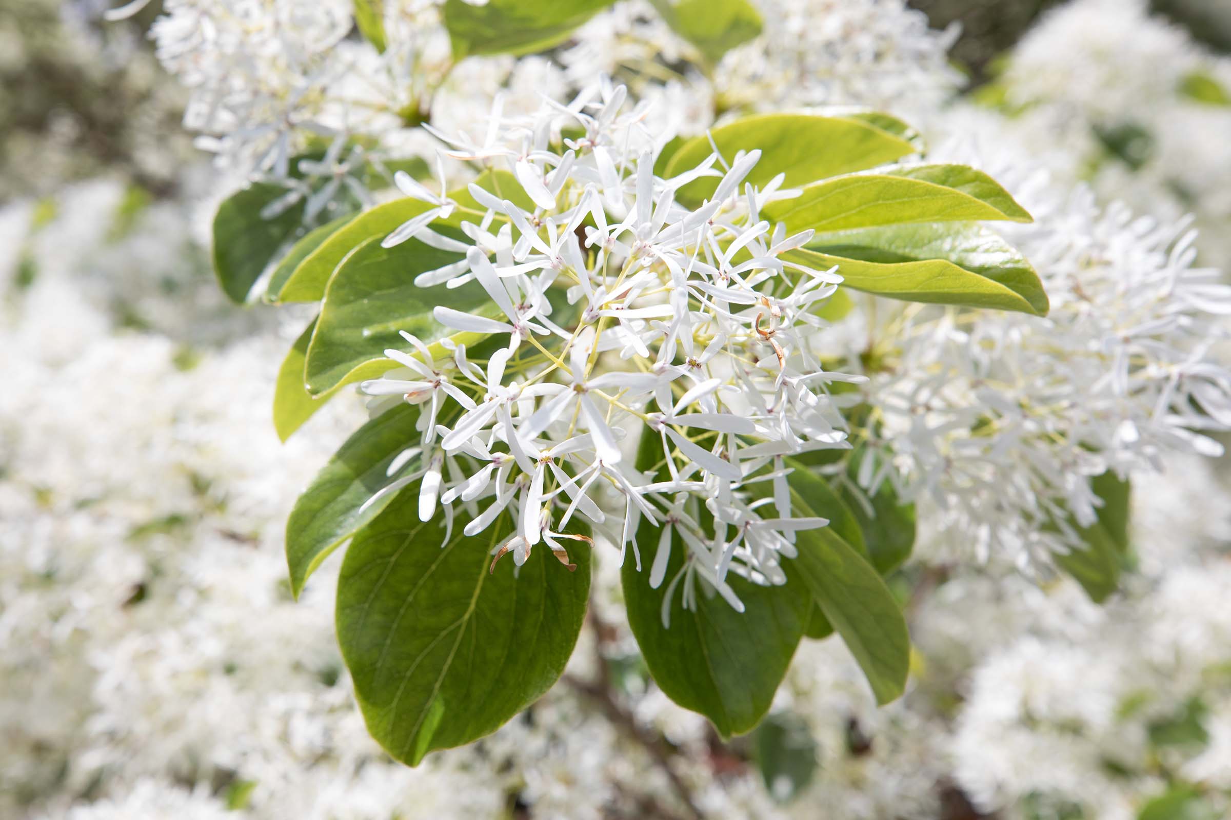 The white blossoms on the fringe trees dangle in the wind
